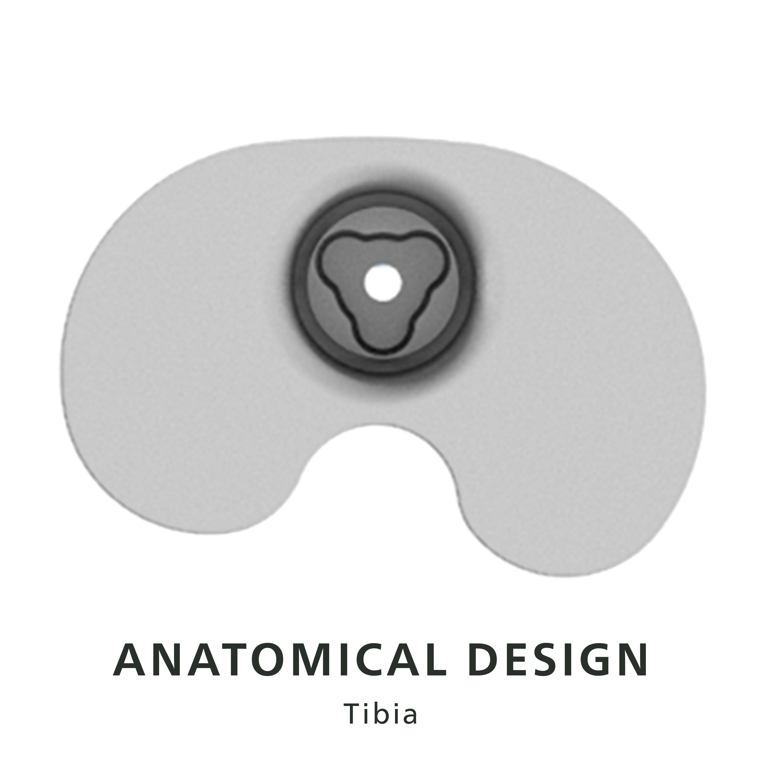 Anatomical Shape of the tibial plateau